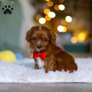 Tiny Teddy, Cavapoo Puppy